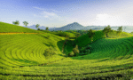 Vietnam Tour Package