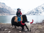 Yak ride near snowy mountain lake in Sikkim