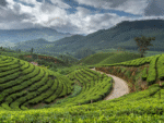 Classic Kerala Tour Package
