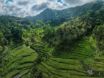 Bali Tour