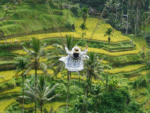 Amazing Bali Tour